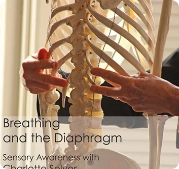 Hands gently resting on a human skeleton model to demonstrate awareness of breath and body structure.